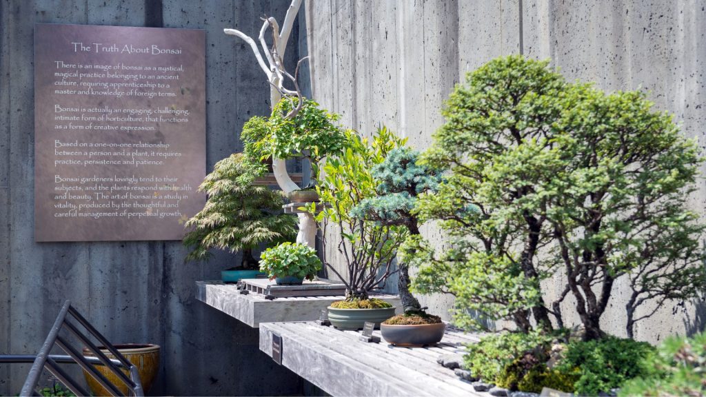 Bonsai garden