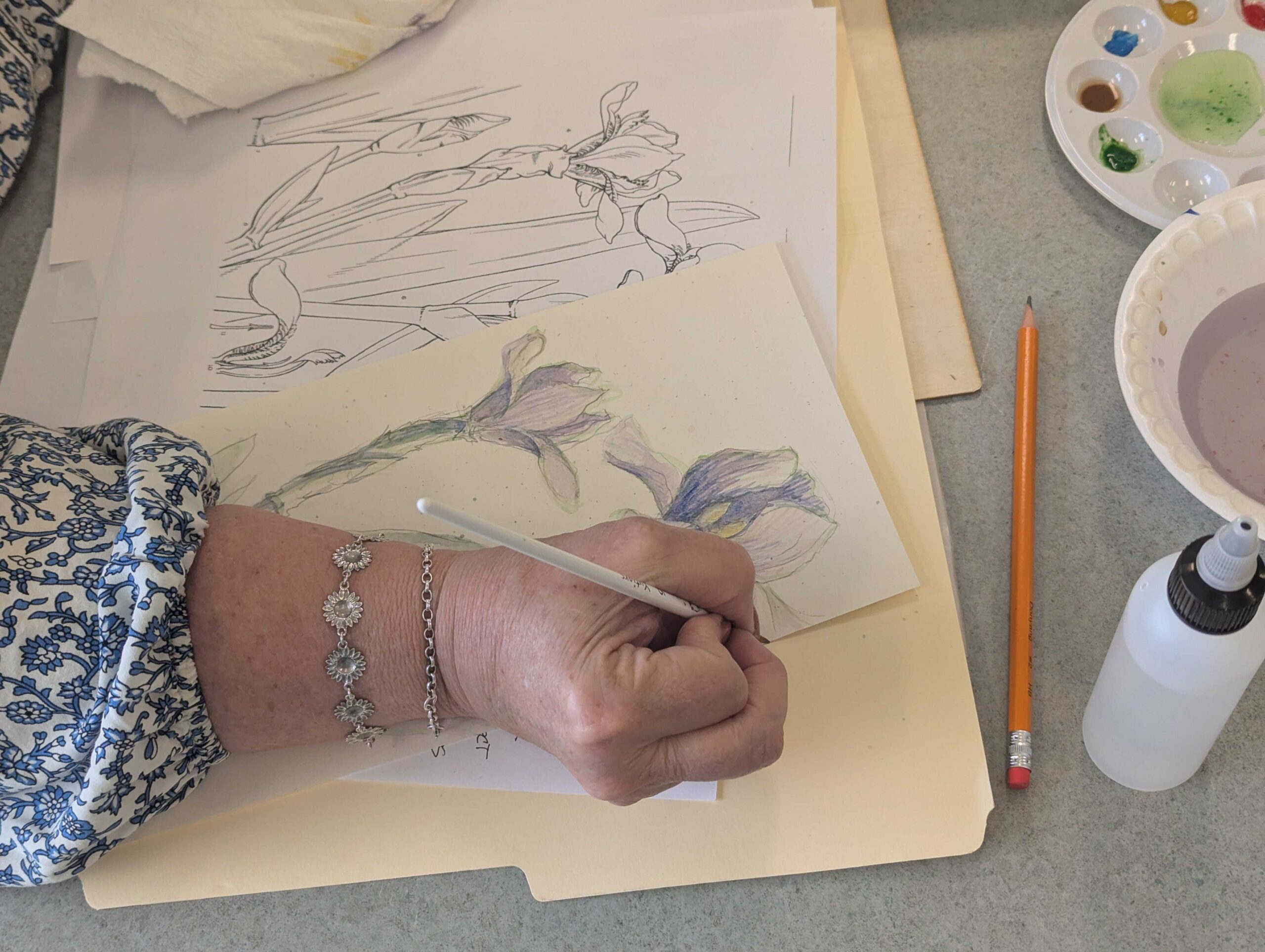 botanical drawing