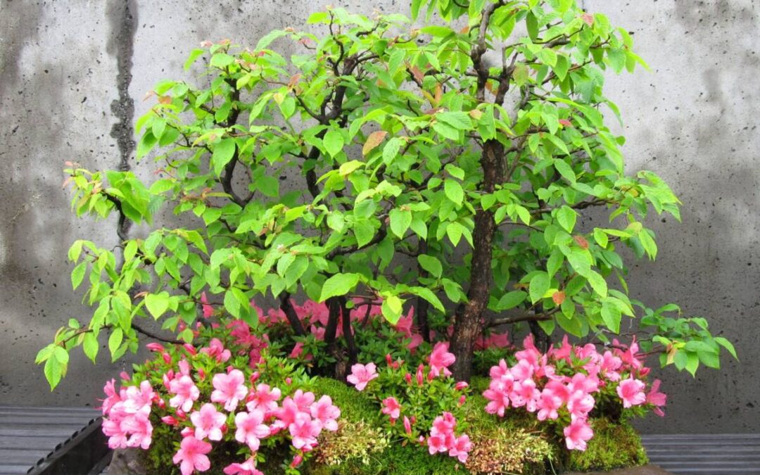 *CANCELLED* Carolina Bonsai Expo