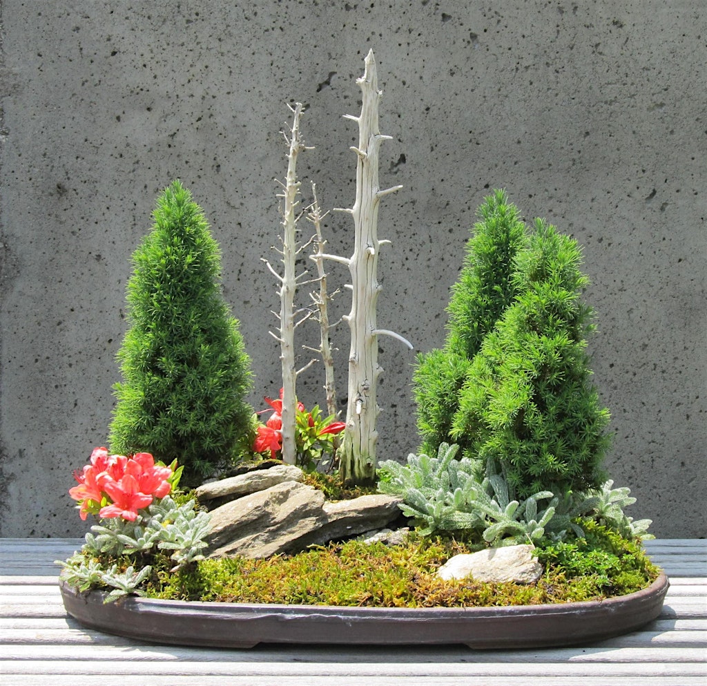 bonsai display thumbnail