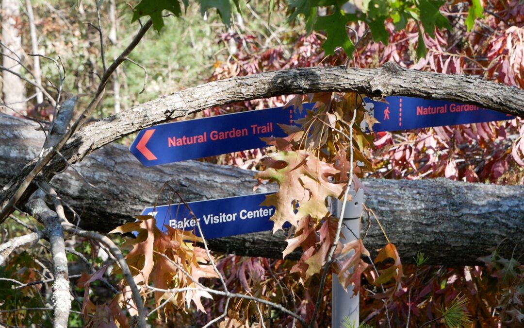 Long-term Effects of Hurricane Helene on Southern Appalachian Ecosystems