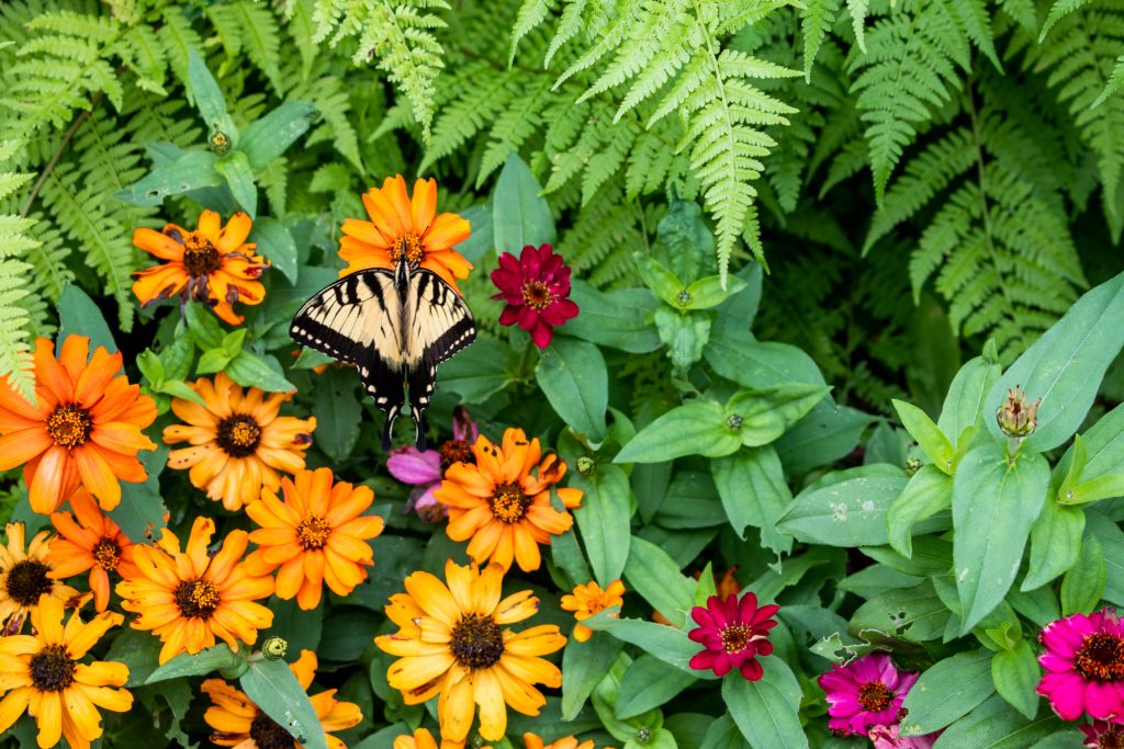 butterfly and plants in garden