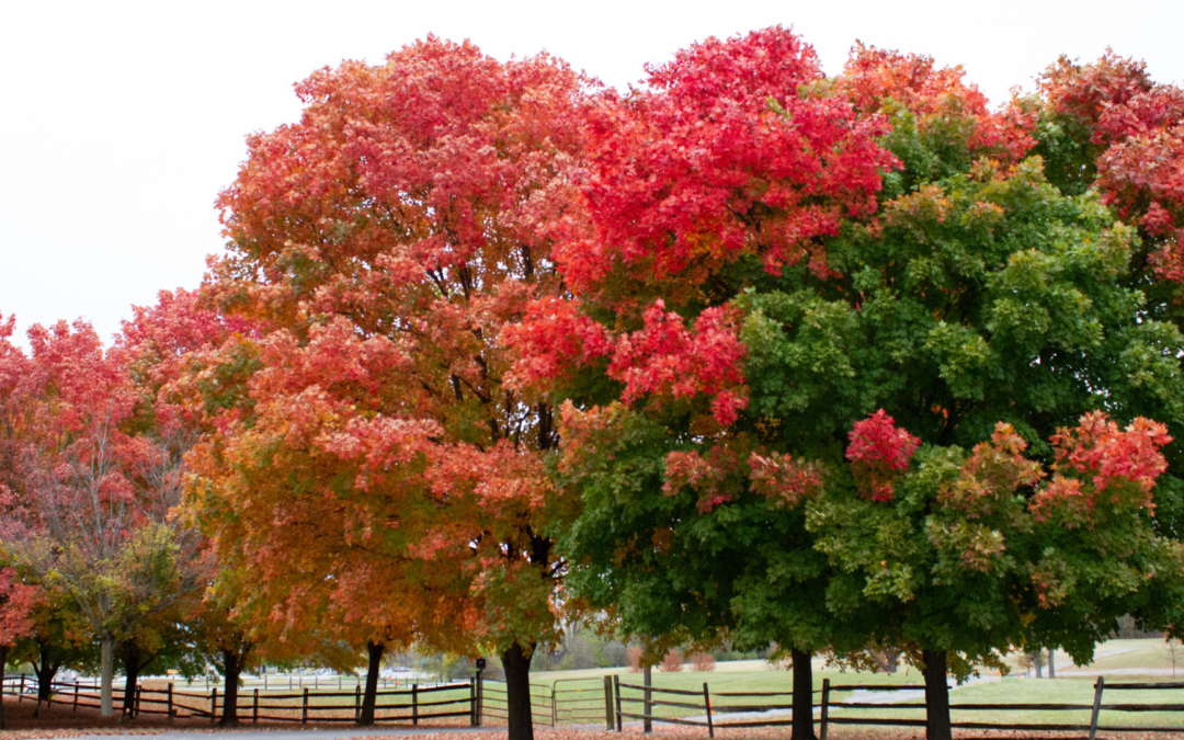 Fall Ecology Walk