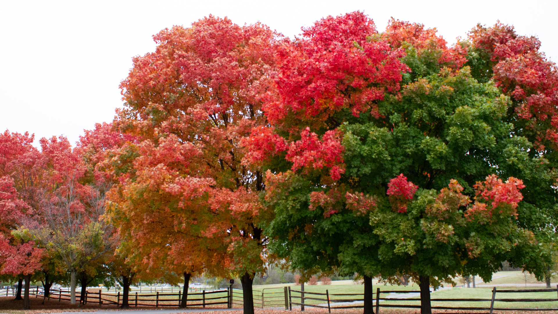 autumn trees