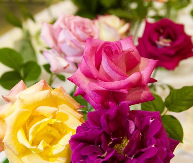 *CANCELED* Asheville-Blue Ridge Rose Society Exhibition