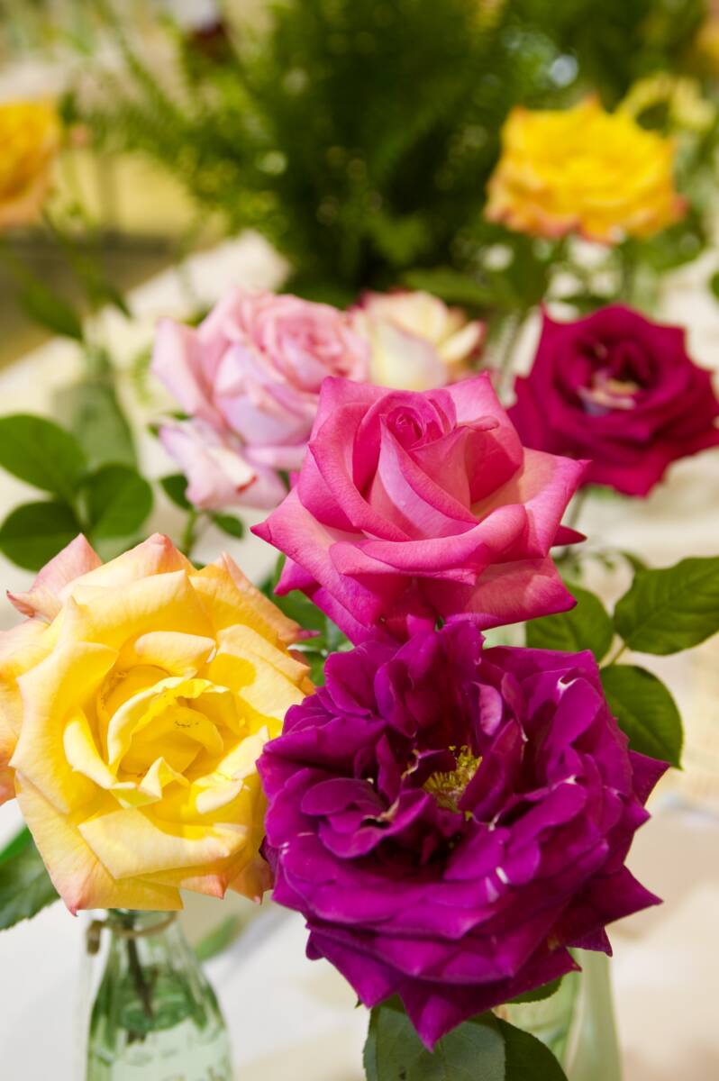 roses of a variety of colors