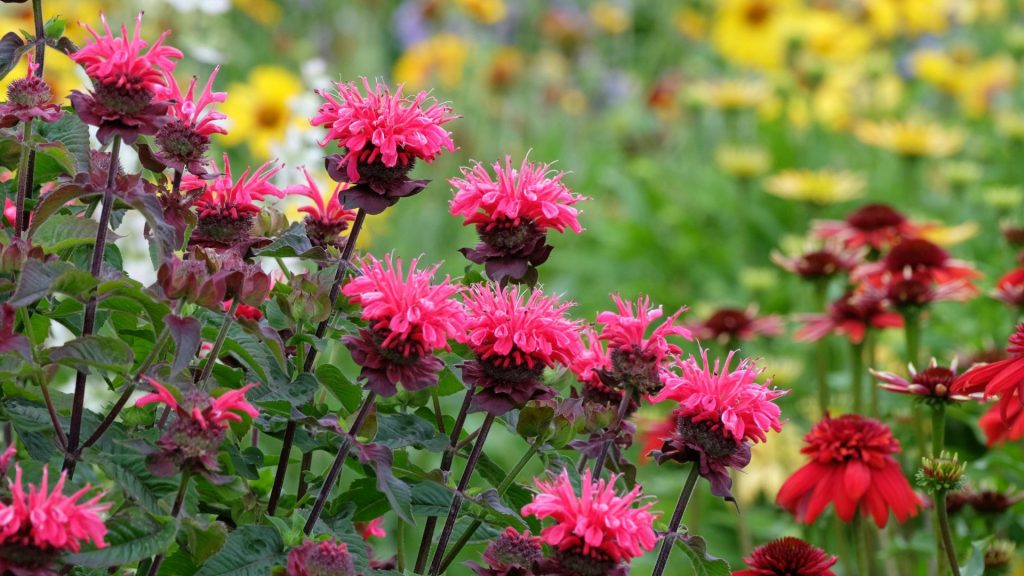 beebalm summer flowers
