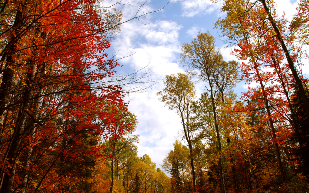 Fall Tree ID