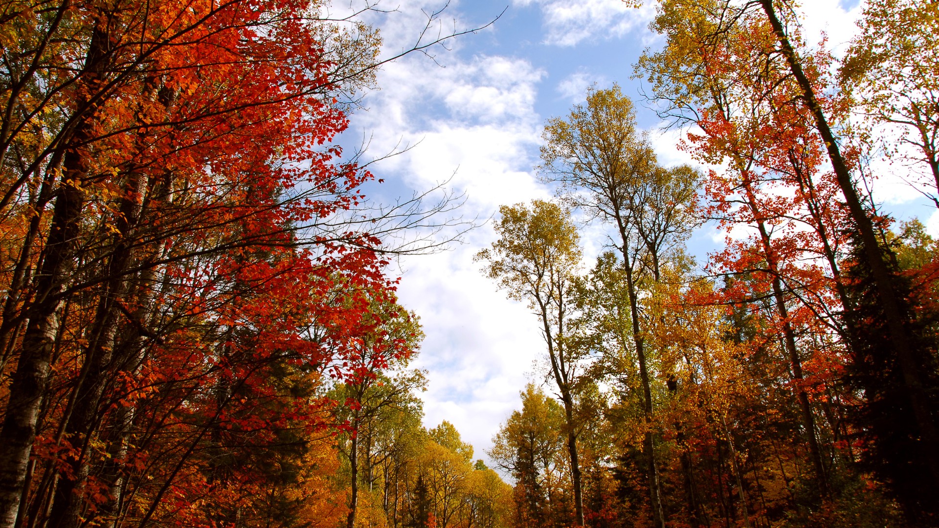fall trees around path