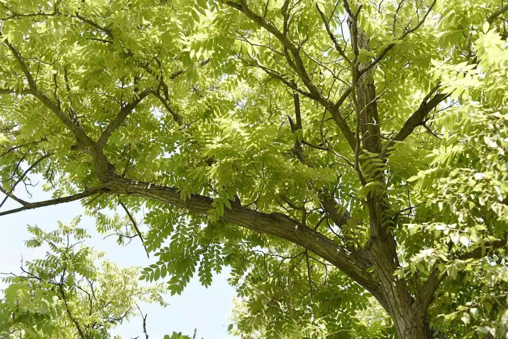 Trees seen from below