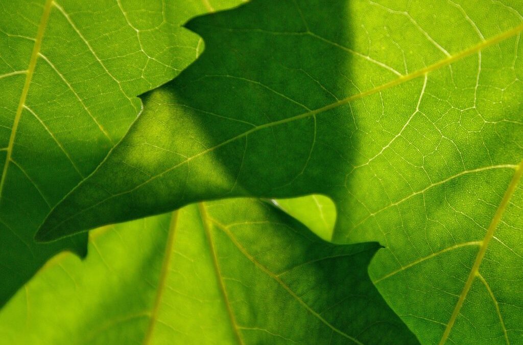 Summer Tree ID