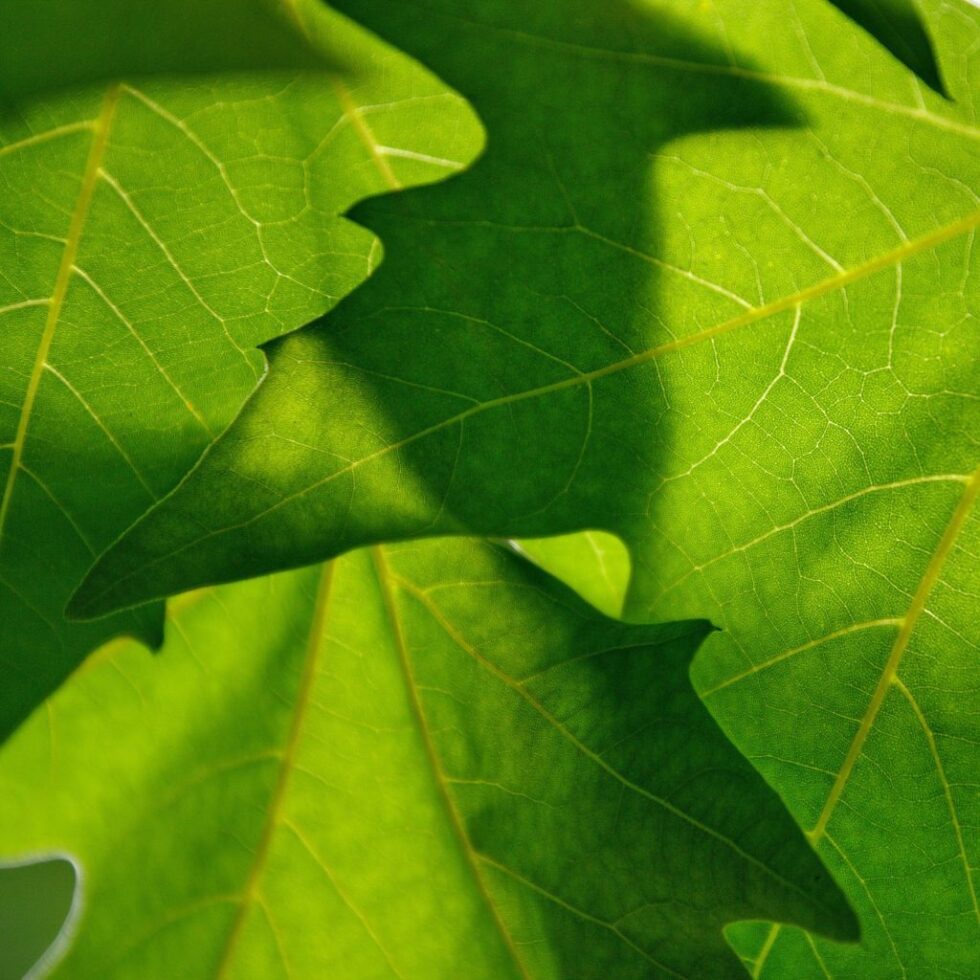 Tree ID Summer