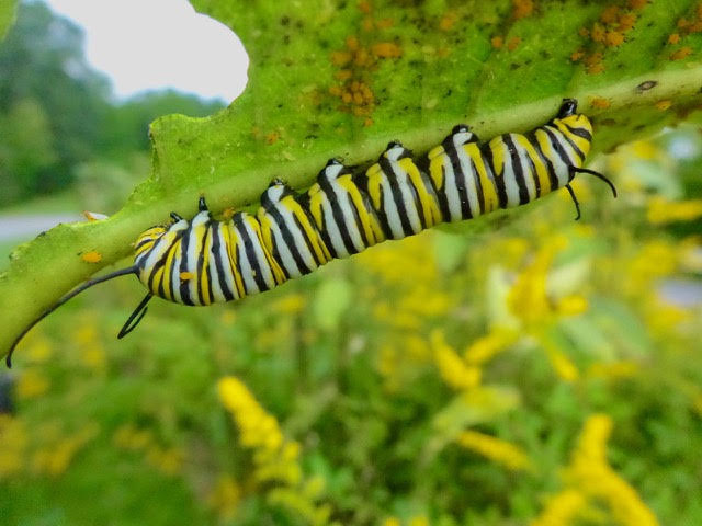 A Monarch caterpillar on a leaf