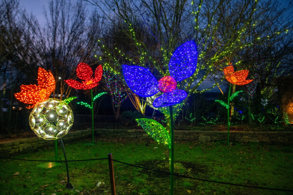 Flowers at Winter Lights