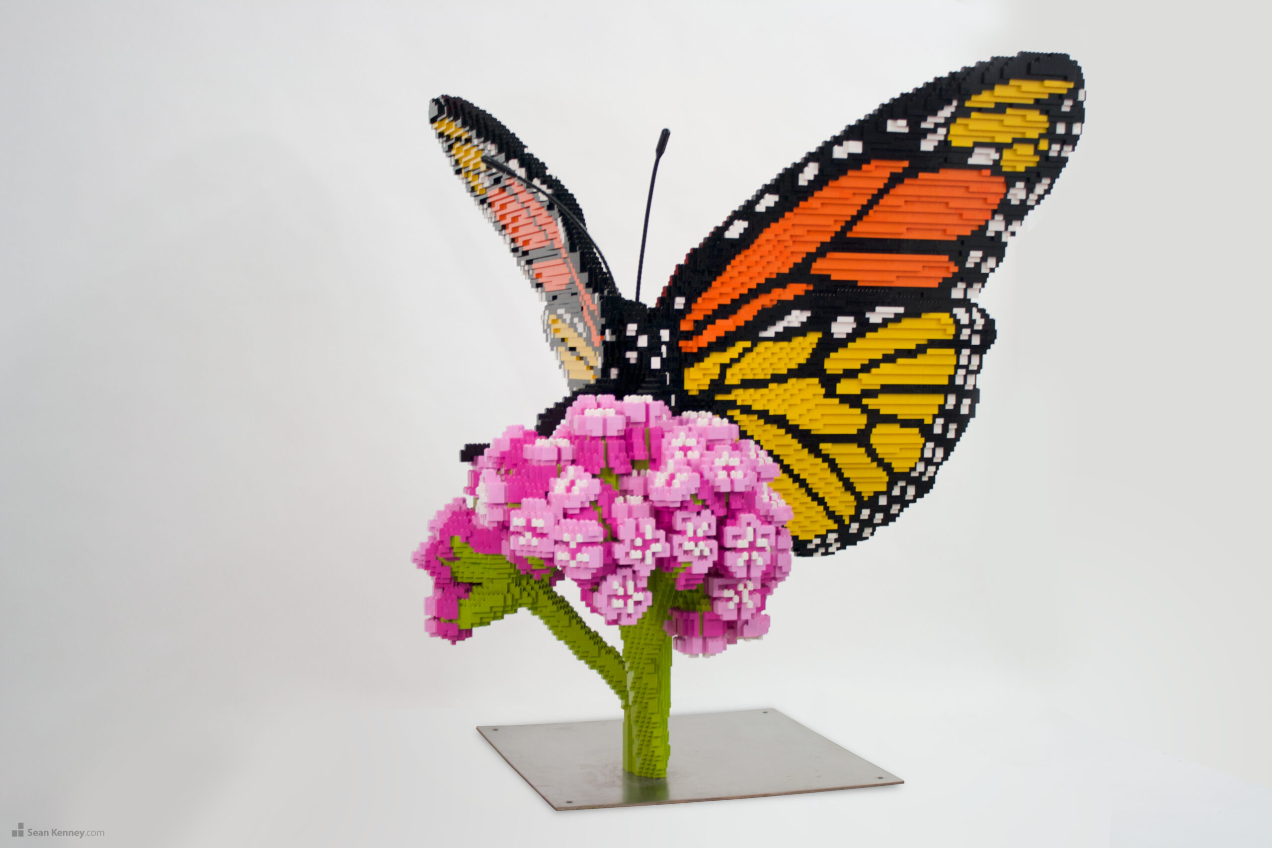 Nature Connects Monarch on Milkweed