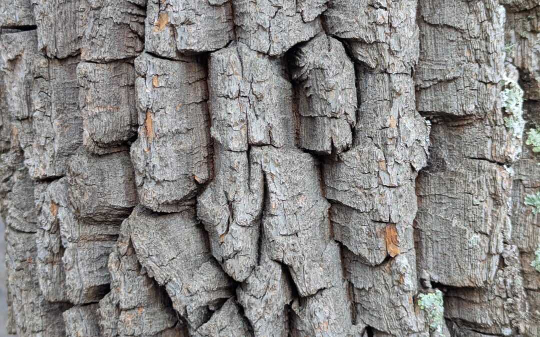 Winter Buds & Bark Tree ID